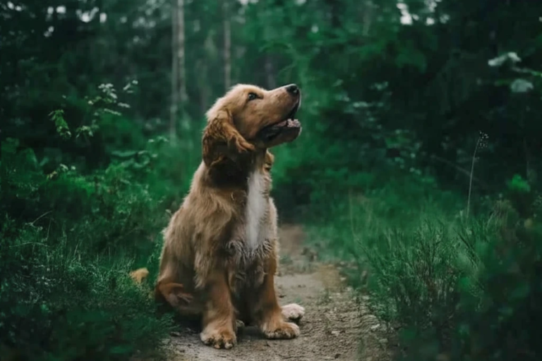 Dog in a woodland background with green grass whilst dog walking
